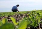 Prefeitura de Barra do Garças realiza Dia de Campo no assentamento Serra Verde