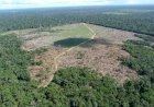 Fazendeiro é Sentenciado a Recuperar Área Desmatada em Terra Indígena no Mato Grosso