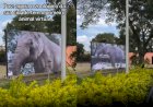 Elefante Sandro Ganha Telão de Homenagem Após Transferência para Chapada dos Guimarães