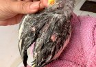 Polícia Civil Resgata Calopsita em Situação de Maus-Tratos em Barra do Garças