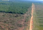 Mato Grosso registra redução do desmatamento na Amazônia e no Cerrado