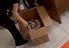 APAMS em Sinop Denuncia Abandono de Sete Filhotes de Cães e Cobra Responsabilidade dos Tutores