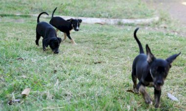 Um lar para chamar de seu: 11 pets esperam por adoção em Várzea Grande
