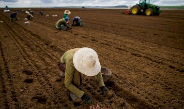 Atraso de R$ 141 Milhões no Seguro Rural Gera Insegurança Entre Produtores de Mato Grosso