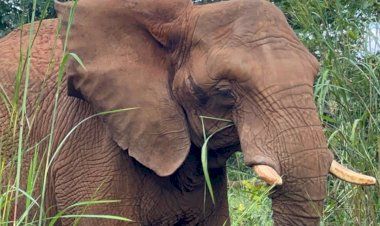 No Dia Mundial do Elefante, conheça as 6 gigantes que vivem em santuário de MT
