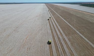 Colheita de Algodão Impulsiona Economia no Nortão de Mato Grosso e Reforça Posição de Liderança nas Exportações