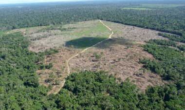Fazendeiro é Sentenciado a Recuperar Área Desmatada em Terra Indígena no Mato Grosso