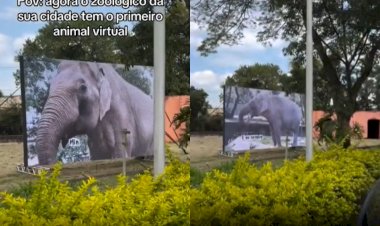 Sandro holograma? Zoológico de Sorocaba instala telão com ‘elefante virtual’ no recinto onde ele viveu por mais de 40 anos