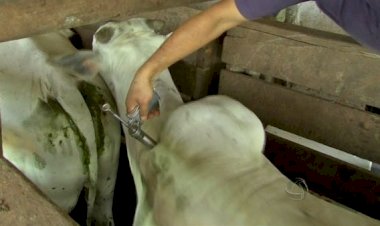 Indea Identifica Casos de Raiva Animal e Implementa Vacinação Obrigatória em 187 Propriedades Rurais