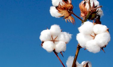 Vazio sanitário do algodão começa em outubro em Mato Grosso e exige atenção dos produtores
