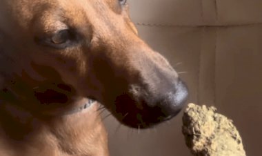 Mulher é detida em Sorriso por maus-tratos após oferecer maconha a cachorro