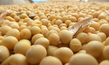Safra de Soja em Mato Grosso: Plantio Avança com Expectativa de Produtividade Abaixo do Normal