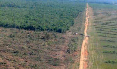 Mato Grosso registra redução do desmatamento na Amazônia e no Cerrado