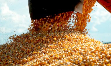 Queda no Preço do Milho em Mato Grosso: Redução de 2,5% nesta Semana