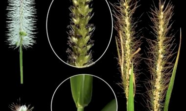 Acadêmica da UFMT Sinop é premiada por coleção de plantas forrageiras