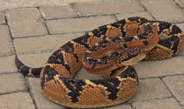 Bombeiros de Alta Floresta Capturam Serpente Peçonhenta de Quase 2 Metros