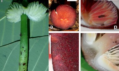 Pesquisadores descobrem 4 novas espécies de cogumelos coloridos em parque do Nortão