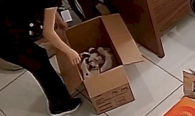 APAMS em Sinop Denuncia Abandono de Sete Filhotes de Cães e Cobra Responsabilidade dos Tutores
