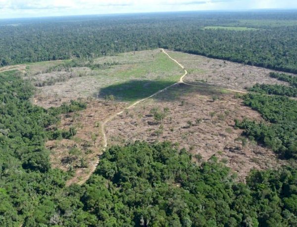 Fazendeiro é Sentenciado a Recuperar Área Desmatada em Terra Indígena no Mato Grosso
