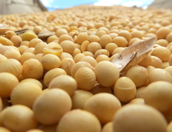Safra de Soja em Mato Grosso: Plantio Avança com Expectativa de Produtividade Abaixo do Normal