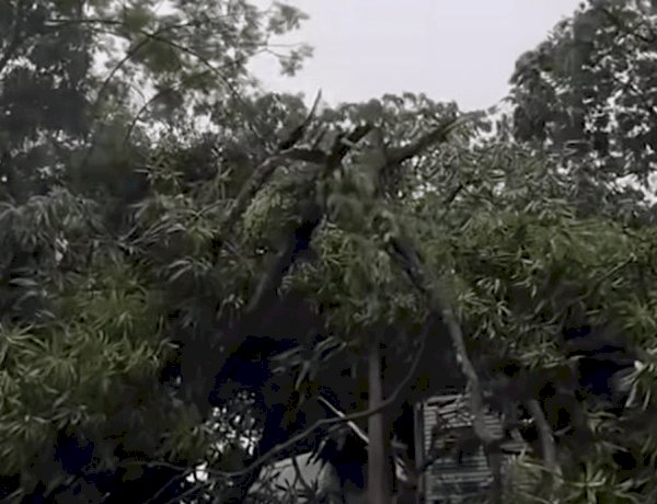 Vendaval causa danos em Colíder e afeta fauna local