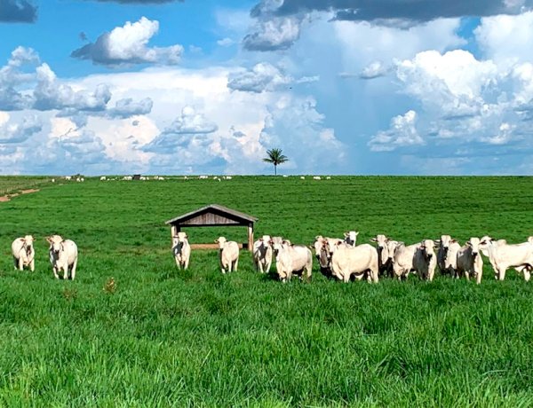 Aumento dos Custos na Criação de Gado em Mato Grosso Impacta Pecuaristas