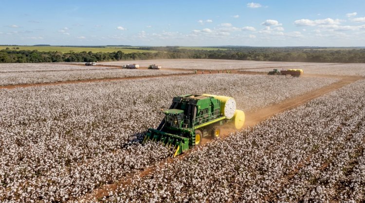 Mato Grosso Conclui Colheita de Algodão da Safra 2026 com Produtividade Notável