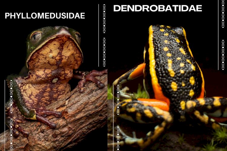 De sapo à cecília: estudo de aluno da UFMT registra 50 tipos de anfíbios no Parque Estadual do Xingu