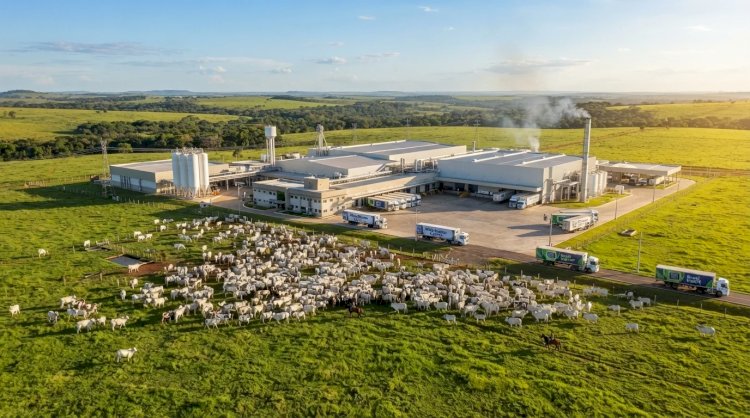 Mato Grosso se Destaca como Líder Nacional no Abate de Bovinos em 2026