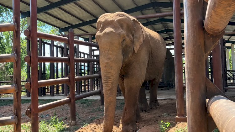 Elefante Sandro Adapta-se à Nova Rotina no Santuário de Chapada dos Guimarães