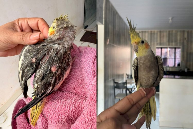 Calopsita Dada Como Morta é Resgatada em Barra do Garças Após Responder a Assovio da Tutora