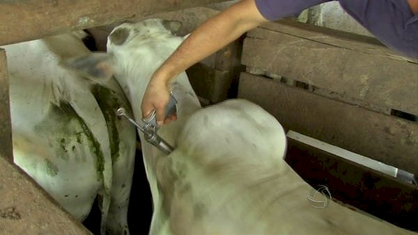 Indea Identifica Casos de Raiva Animal e Implementa Vacinação Obrigatória em 187 Propriedades Rurais