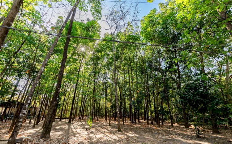 Cuiabá dá largada a plano de arborização com plantio de 200 mudas na Avenida Beira Rio