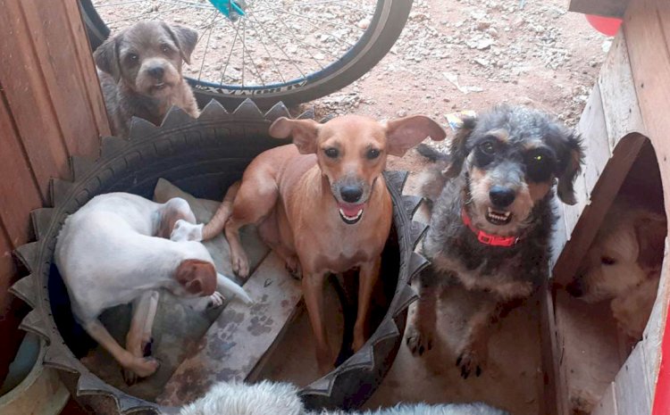 Lucas do Rio Verde Destina Área de 306,88 m² para Proteção Animal por 10 Anos