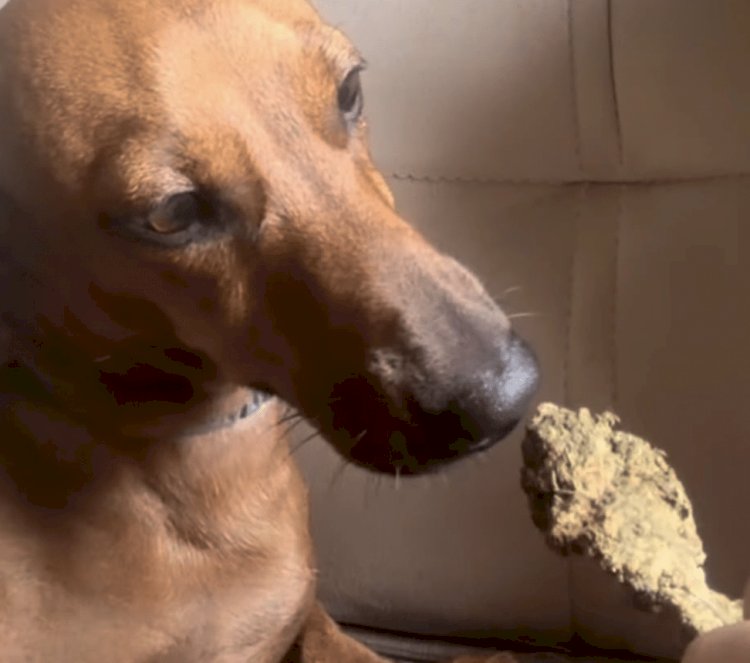 Mulher é detida em Sorriso por maus-tratos após oferecer maconha a cachorro
