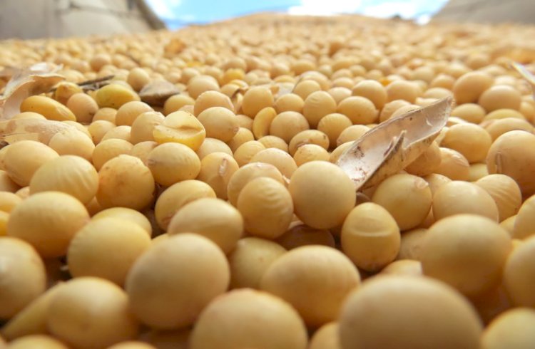 Safra de Soja em Mato Grosso: Plantio Avança com Expectativa de Produtividade Abaixo do Normal