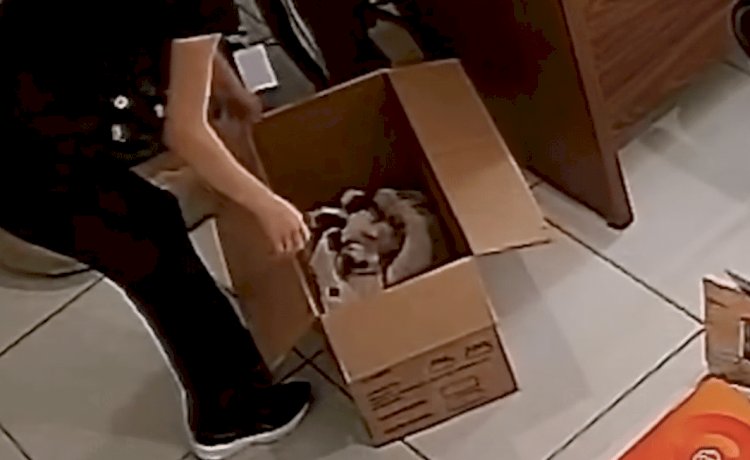APAMS em Sinop Denuncia Abandono de Sete Filhotes de Cães e Cobra Responsabilidade dos Tutores