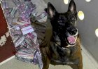Cães farejadores dão apoio à Polícia Penal em buscas por celulares e drogas em presídios de MT