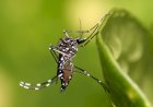 Todas as mortes confirmadas por chikungunya no Brasil foram registradas em MT