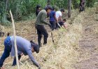 Projeto incentiva a produção de alimentos e geração de renda em aldeias da etnia Xavante