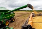 Querência: Chuvas animam produtores com expectativa de 110 sacas/ha no Milho e 64 Sacas/ha na Soja