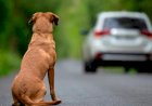 Projeto aprovado em comissões suspende CNH de quem abandonar animal