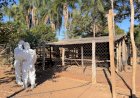 Em Campinápolis, disseminação do vírus da gripe aviária é contido e animais abatidos e enterrados