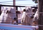 Sindicato Rural de Campinápolis realiza 4ª Feira Pró-Genética