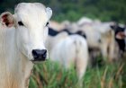 Com Brasil no topo da exportação de carne mundial, estrutura da propriedade rural vira diferencial competitivo