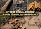 PM e Ibama apreendem grande quantidade de madeira serrada armazenada clandestinamente em Campinápolis