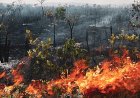 Incêndios florestais em terras indígenas em MT; No Araguaia não é diferente