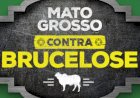 INDEA-MT realizará levantamento sobre brucelose bovina em propriedades de Campinápolis
