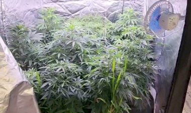 PM fecha estufa clandestina de maconha e prende homem por cultivo e tráfico em MT