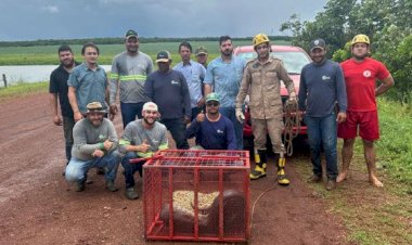 Sucuri de 5 metros é capturada em área rural de município na região Araguaia